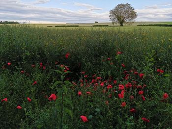 Red poppies on field against sky