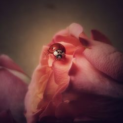 Close-up of ladybug on flower