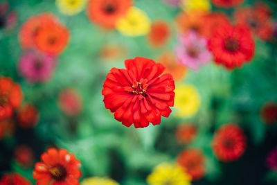 Close-up of red flowering plants