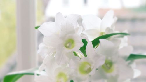 Close-up of white flowers blooming outdoors