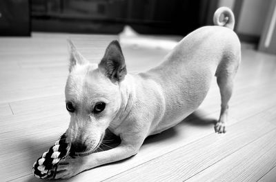 Close-up of a dog looking away