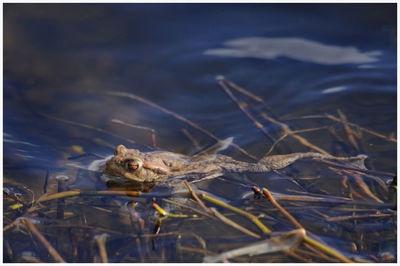 Close-up of frog on land