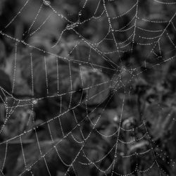 Close-up of spider on web