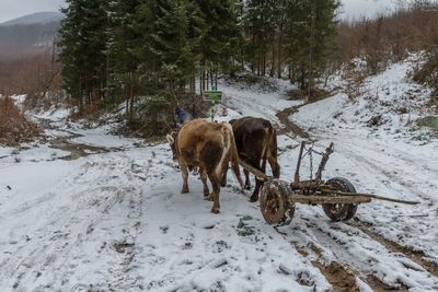 Horse on snow covered field