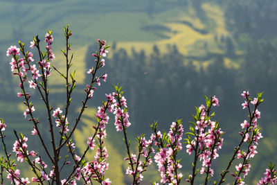 Close-up of pink flowering plant