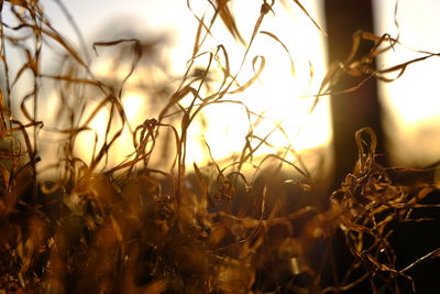 Close-up of plants against sky during sunset