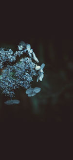 Close-up of white flowering plant against black background