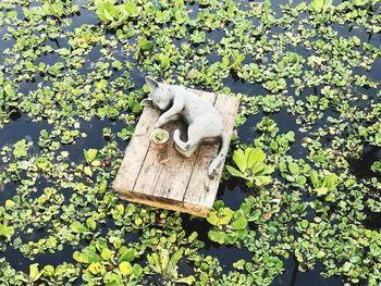 High angle view of cat on plant