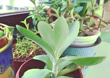 Close-up of potted plant