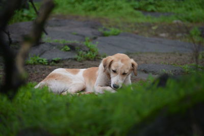 View of a dog relaxing on field
