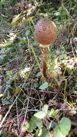 Close-up of mushroom growing on field