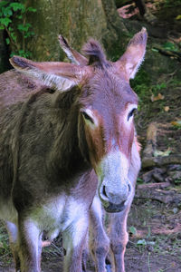 Close-up of a horse on field