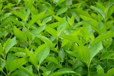 Full frame shot of leaves on plant