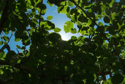 Low angle view of lizard on tree against sky