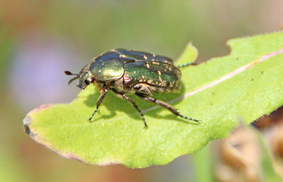 Close-up of small insect on green leaf