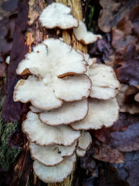 Close-up of mushrooms growing on field
