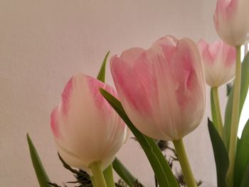 Close-up of pink tulip against wall at home
