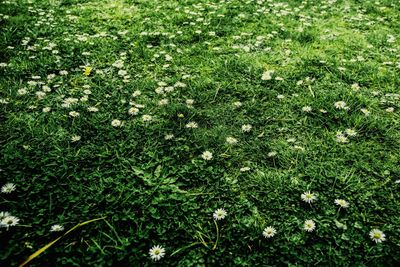 Full frame shot of flowering plants on field