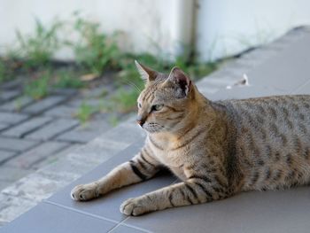 Relax tabby cat