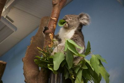 Low angle view of squirrel eating plant