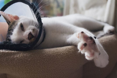 Close-up portrait of cat sleeping