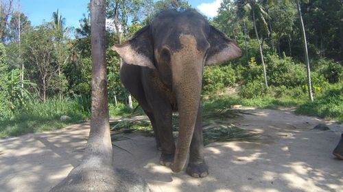 Elephant amidst trees against sky