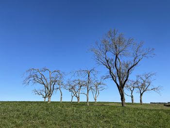 Bare tree on field against clear blue sky