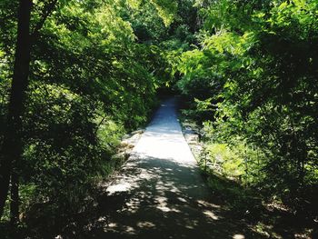 Trees in forest