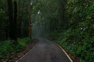 Rear view of person standing on footpath amidst trees in forest