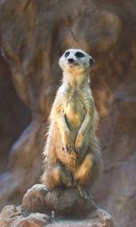 Meerkat looking away while sitting on rock