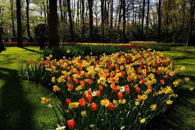 View of flowering plants in park