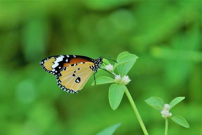 Close-up of butterfly on flower