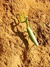 Close-up of plant growing on wall