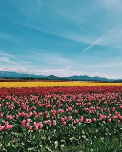 Scenic view of flowering plants on land against sky