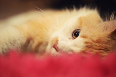 Close-up portrait of cat lying down