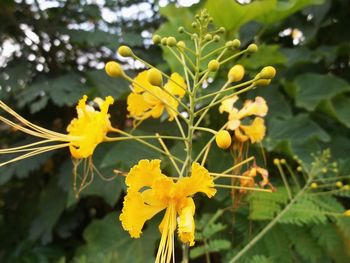 Close up of yellow flower