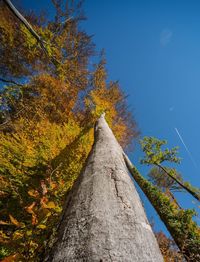 Low angle view of yellow tree against sky