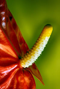 Extreme close up of flower