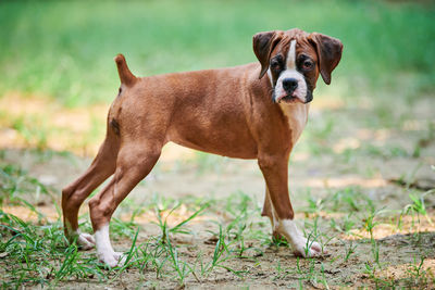 Close-up of dog on field