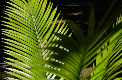 Close-up of palm tree leaves