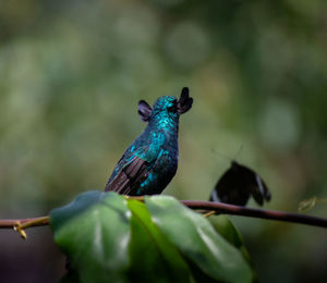 Close-up of bird perching on branch