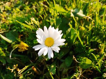 Close-up of white daisy flower