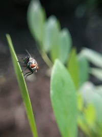 Close-up of fly on leaf