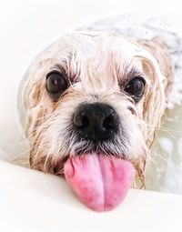 Close-up portrait of dog