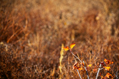Close-up of orange flower on field
