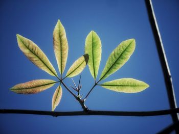 Low angle view of plant against clear blue sky