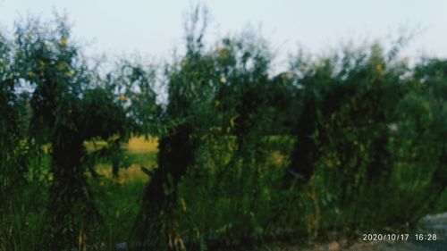 Panoramic shot of trees on field against sky