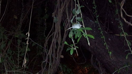 Close-up of plant growing on tree at night