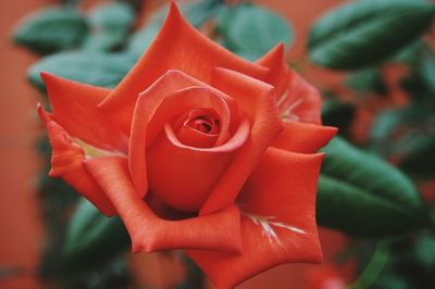 Close-up of red rose blooming outdoors