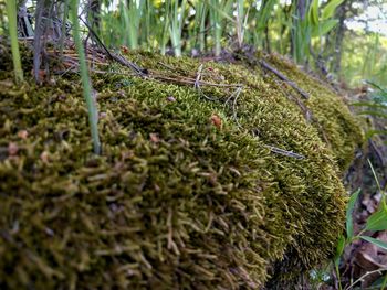 Close-up of plants growing on land